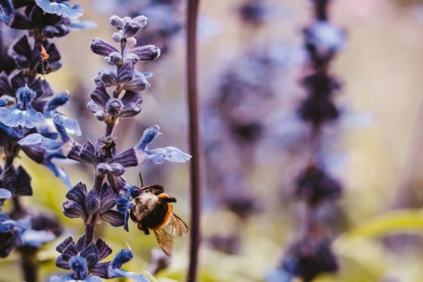 macro photo of bumblebee perched on purple flower
