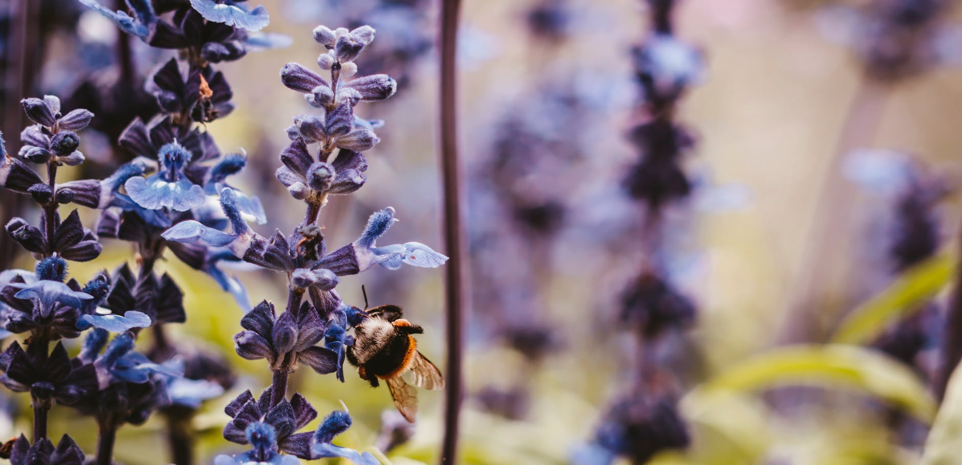 macro photo of bumblebee perched on purple flower